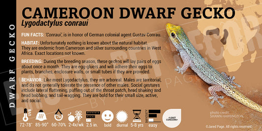 Lygodactylus conraui 'Cameroon Dwarf' Gecko