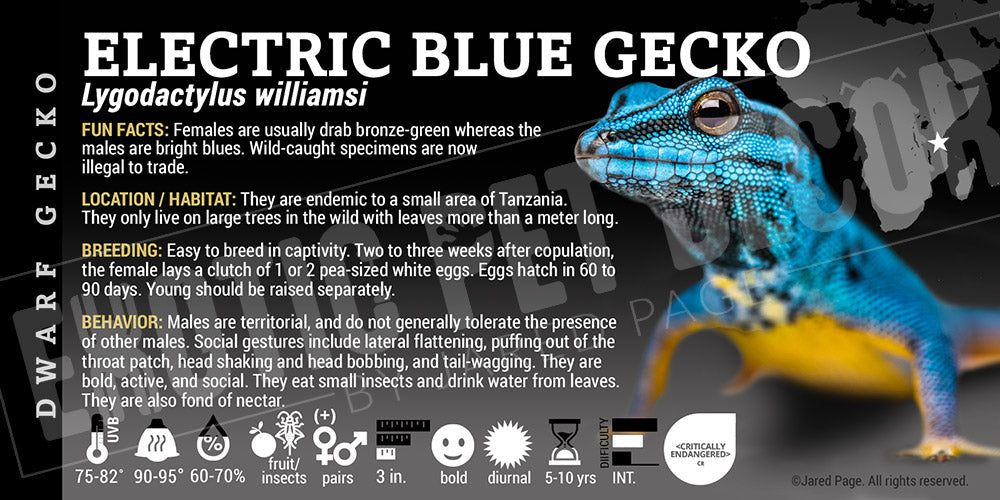 Lygodactylus williamsi 'Electric Blue Day' Gecko