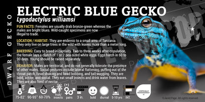 Lygodactylus williamsi 'Electric Blue Day' Gecko