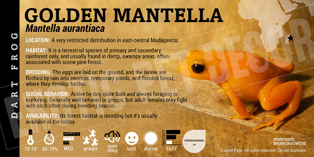 Mantella aurantiaca 'Golden Mantella' Dart Frog Label