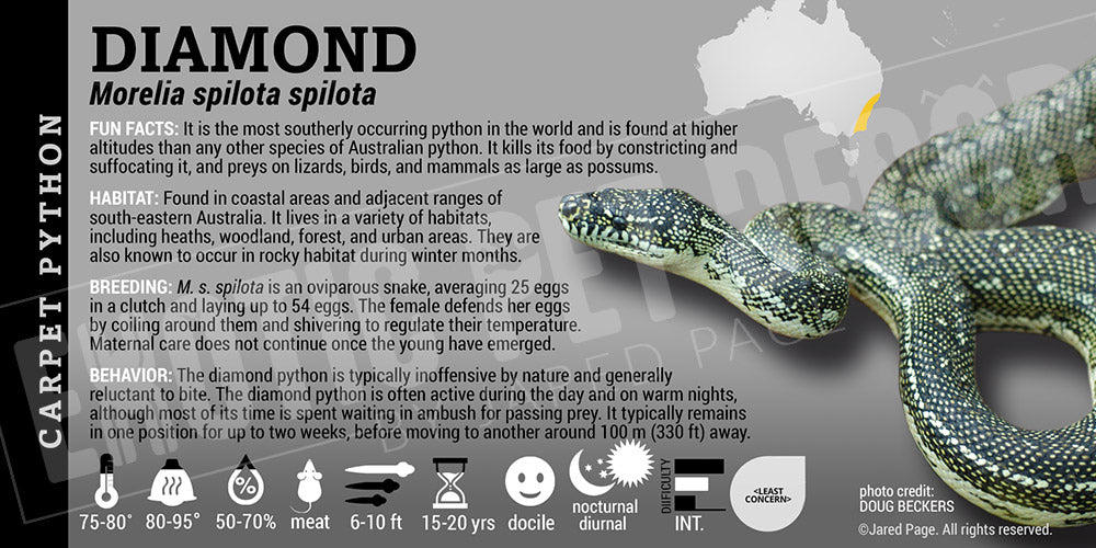 Morelia spilota spilota 'Diamond' Python Cards and Enclosure Labels ...