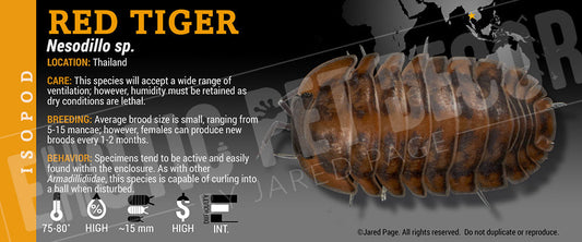 Nesodillo sp 'Red Tiger' isopod label