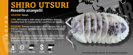 Nesodillo archangeli 'Shiro Utsuri' isopod label