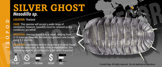 Nesodillo sp 'Silver Ghost' isopod label