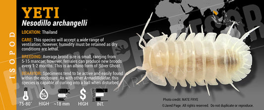 Nesodillo sp 'Yeti' isopod label