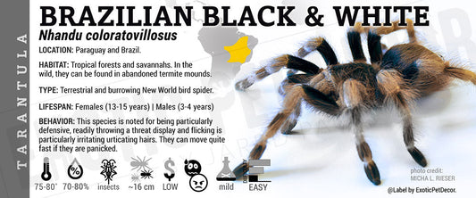Nhandu coloratovillosus 'Brazilian Black And White' Tarantula
