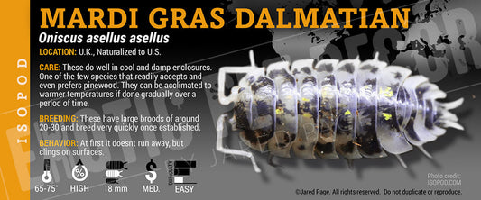 Oniscus asellus 'Mardi Gras Dalmatian' isopod label