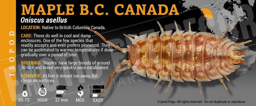 Oniscus asellus 'Maple Bc Canada' isopod