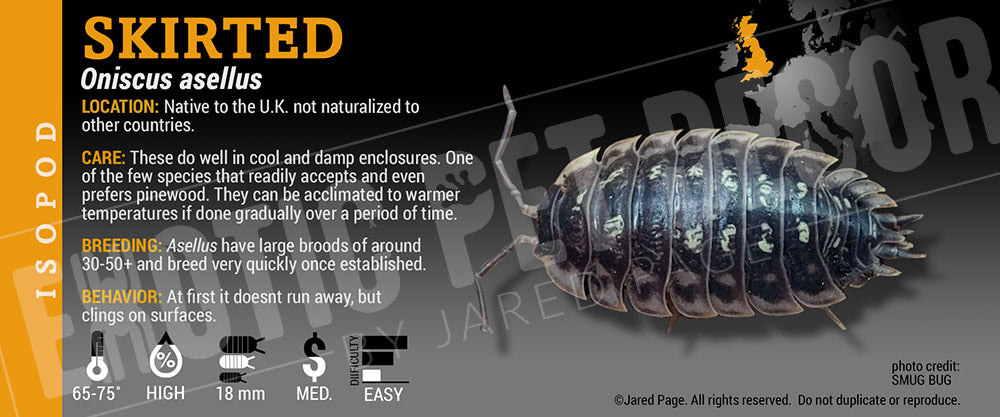 Oniscus asellus 'Wild' isopod label