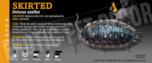 Oniscus asellus 'Wild' isopod label