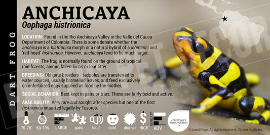 Oophaga histrionica 'Anchicaya' Dart Frog Label