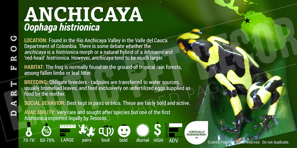 Oophaga histrionica 'Anchicaya' Dart Frog Label