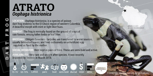 Oophaga histrionica 'Atrato' Dart Frog Label