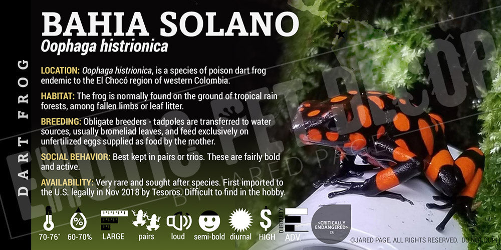 Oophaga histrionica 'Bahia Solano' Dart Frog Label