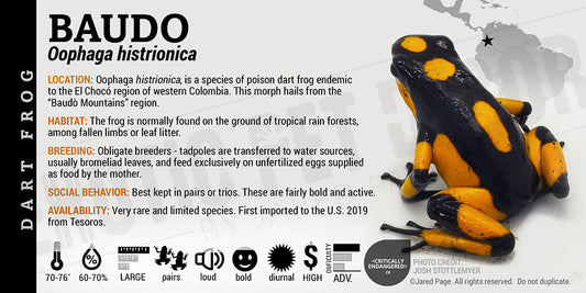 Oophaga histrionica 'Baudo' Dart Frog Label