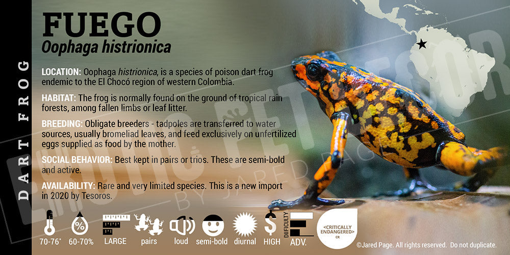 Oophaga histrionica 'Fuego Histrionica' Dart Frog Label