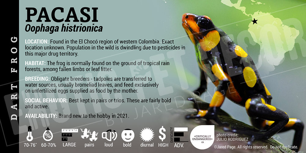 Oophaga histrionica 'Pacasi' Dart Frog Label