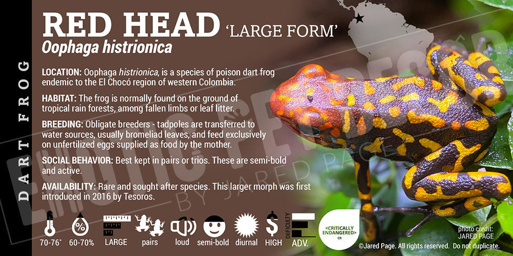 Oophaga histrionica 'Redhead Large Form' Dart Frog Label