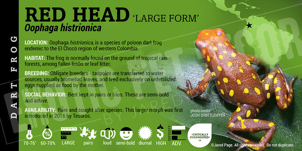 Oophaga histrionica 'Redhead Large Form' Dart Frog Label