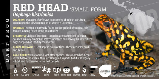 Oophaga histrionica 'Redhead Small Form' Dart Frog Label