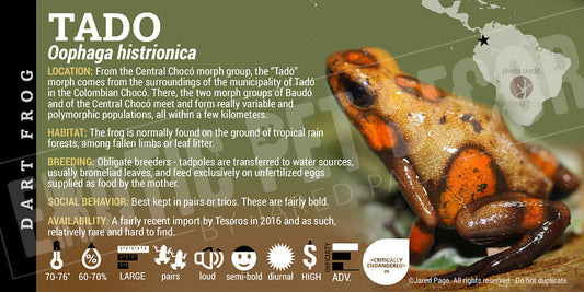 Oophaga histrionica 'Tado' Dart Frog Label