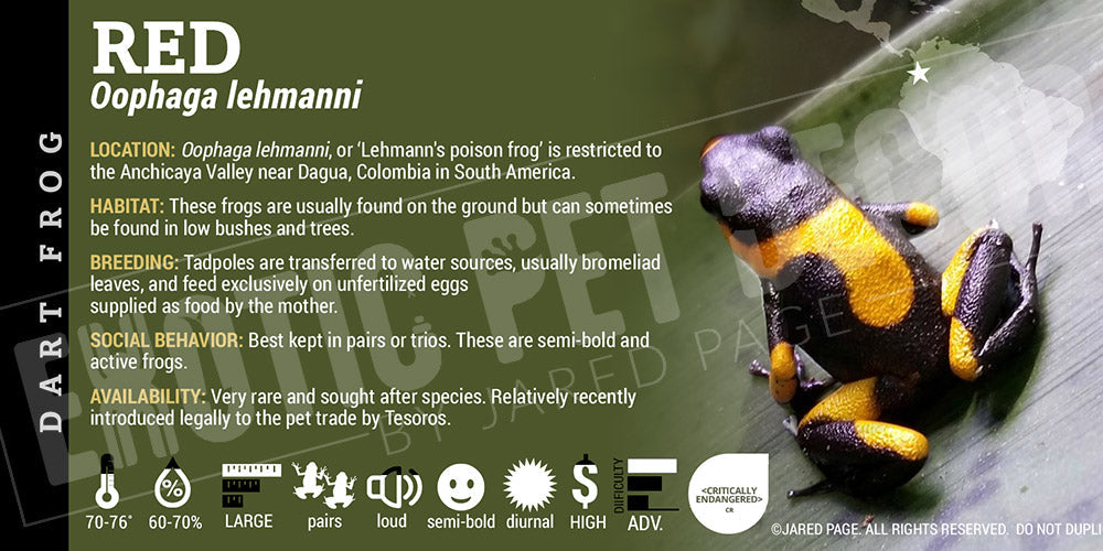 Oophaga lehmanni 'Red' Dart Frog Label