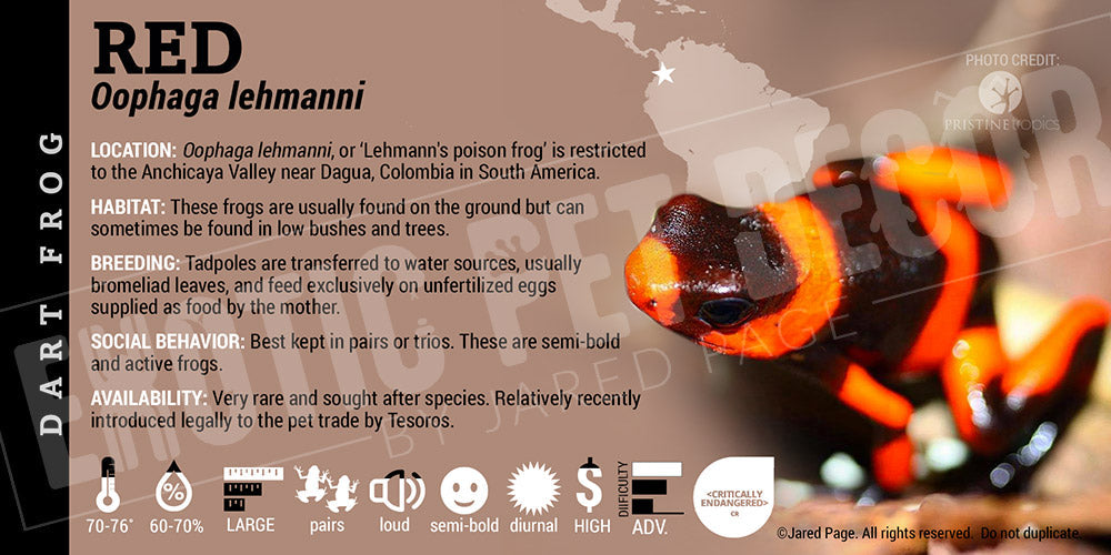 Oophaga lehmanni 'Red' Dart Frog Label