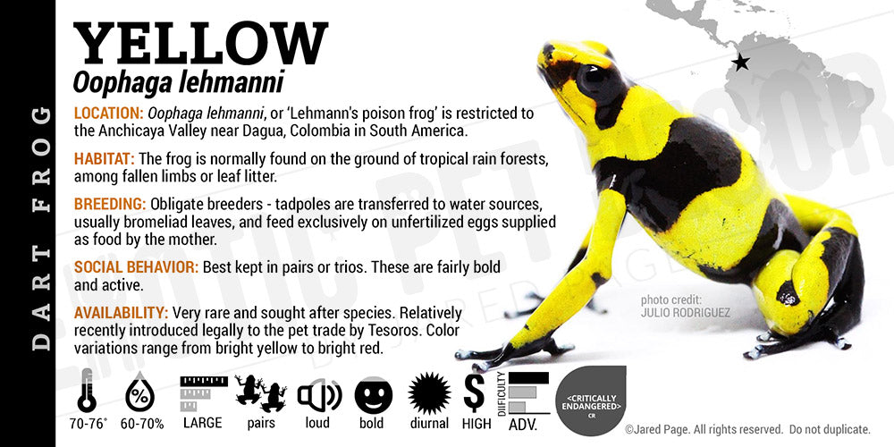 Oophaga lehmanni 'Yellow' Dart Frog Label