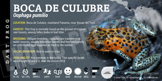 Oophaga pumilio 'Boca De Culubre' Dart Frog Label