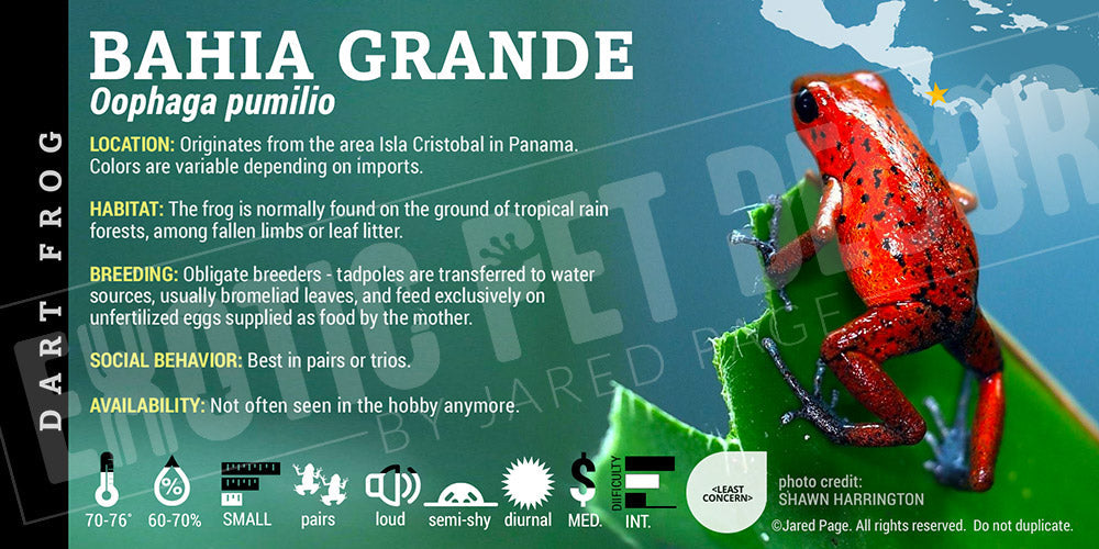 Oophaga pumilio 'Bahia Grande' Dart Frog Label