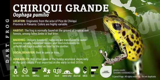 Oophaga pumilio 'Chirquri Grande' Dart Frog Label