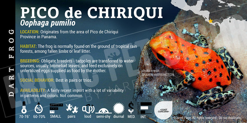 Oophaga pumilio 'Pico Chirquri' Dart Frog Label