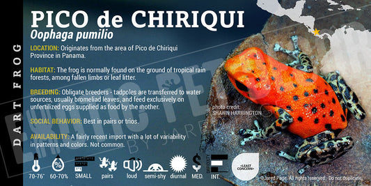 Oophaga pumilio 'Pico Chirquri' Dart Frog Label