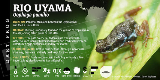 Oophaga pumilio 'Rio Uyama' Dart Frog Label