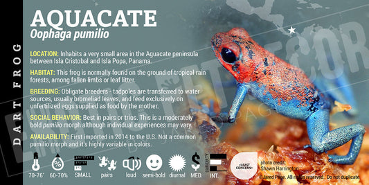 Oophaga pumilio 'Aguacate' Dart Frog Label