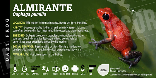 Oophaga pumilio 'Almirante' Dart Frog Label