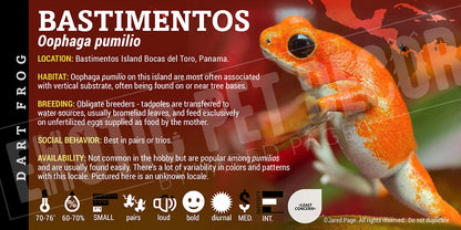 Oophaga pumilio 'Cemetery Bastimentos' Dart Frog Label