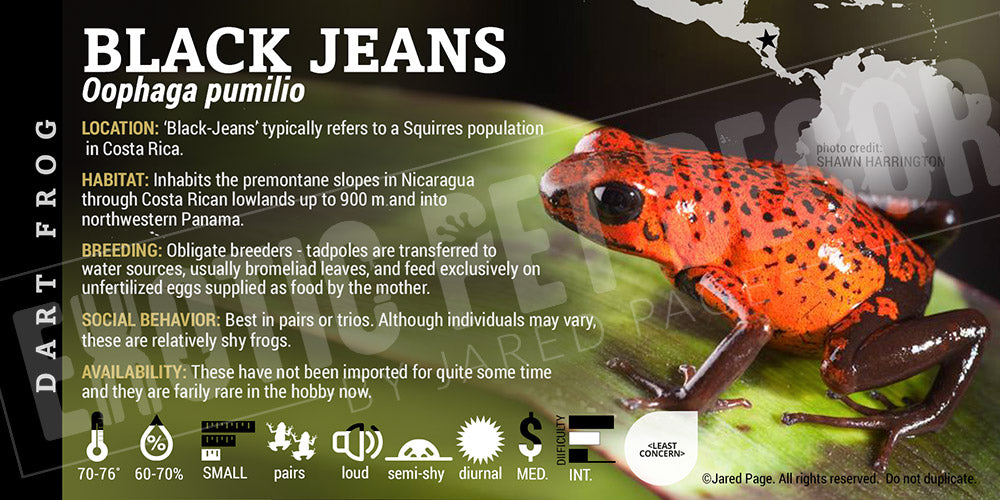 Oophaga pumilio 'Black Jeans' Dart Frog Label