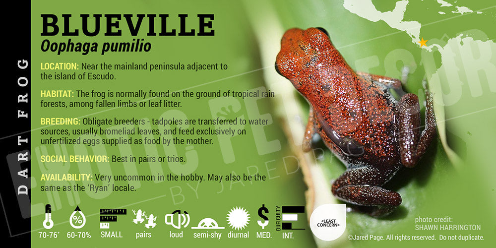 Oophaga pumilio 'Blueville' Dart Frog Label