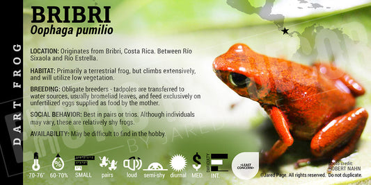 Oophaga pumilio 'Bribri' Dart Frog Label