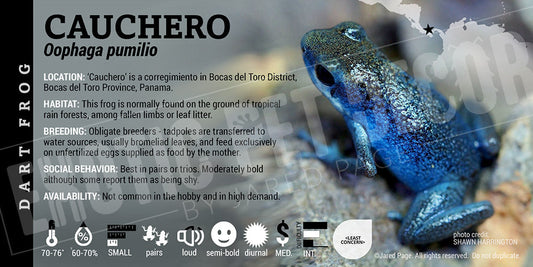 Oophaga pumilio 'Cauchero' Dart Frog Label