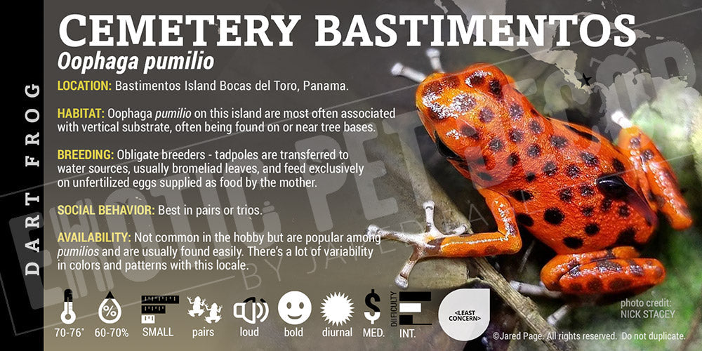 Oophaga pumilio 'Cemetery Bastimentos' Dart Frog Label