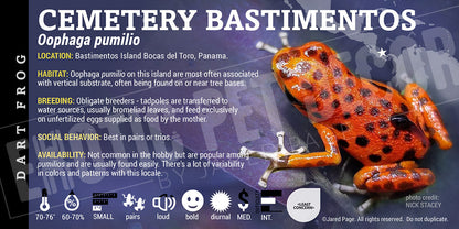 Oophaga pumilio 'Cemetery Bastimentos' Dart Frog Label