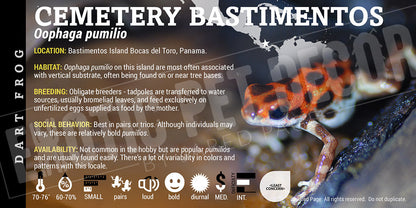 Oophaga pumilio 'Cemetery Bastimentos' Dart Frog Label