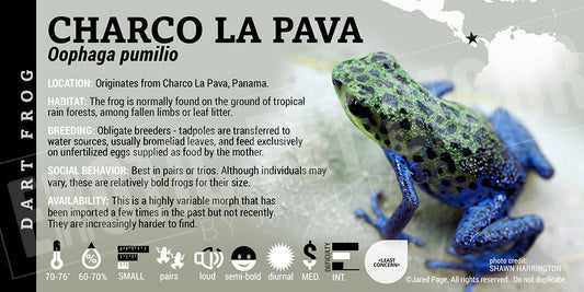 Oophaga pumilio 'Charco La Pava' Dart Frog Label