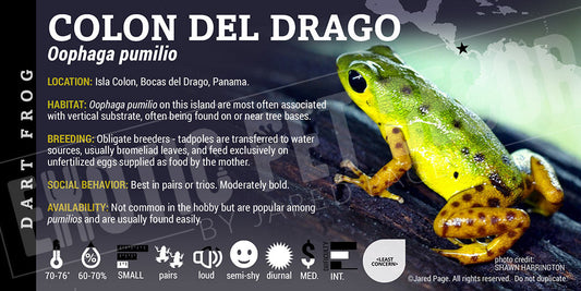 Oophaga pumilio 'Drago Colon' Dart Frog Label