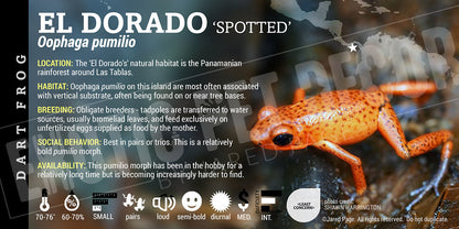 Oophaga pumilio 'El Dorado' Dart Frog Label