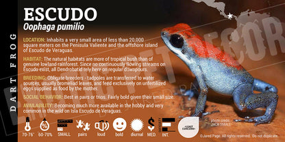 Oophaga pumilio 'Escudo' Dart Frog Label