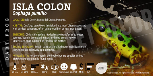 Oophaga pumilio 'Isla Colon' Dart Frog Label