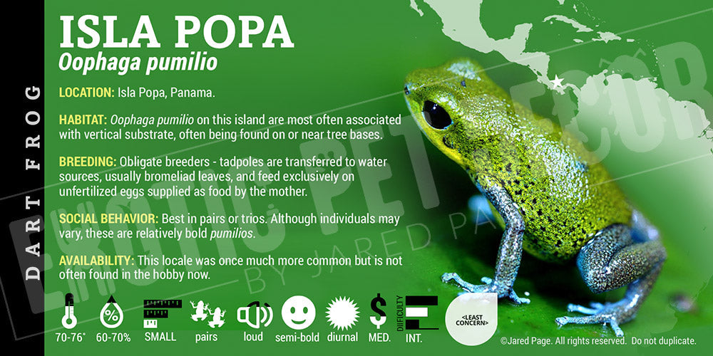 Oophaga pumilio 'Isla Popa' Dart Frog Label